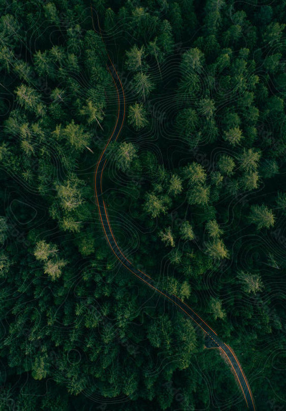 forest from above